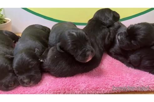 成約済の栃木県のミックス犬-236806の2枚目